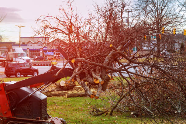 How Our Tree Care Process Works  in  Heron Bay, GA