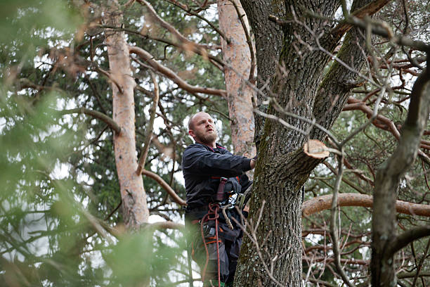 Best Tree and Shrub Care  in Heron Bay, GA